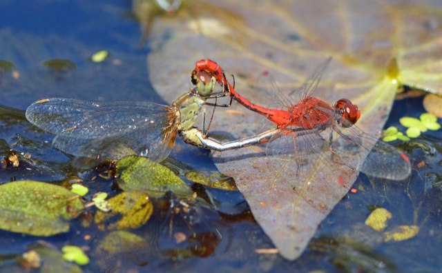 Mating dragonflies. Photo: David Clode.