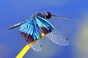 Jewel Flutterer dragonfly. photo: David Clode.