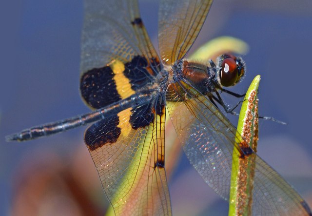 Yellow-sriped Flutterer. Photo: David Clode,