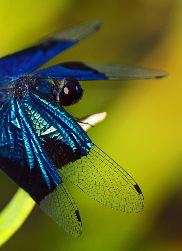 Jewel Flutterer Rhyothemis resplendens. Photo: David Clode.
