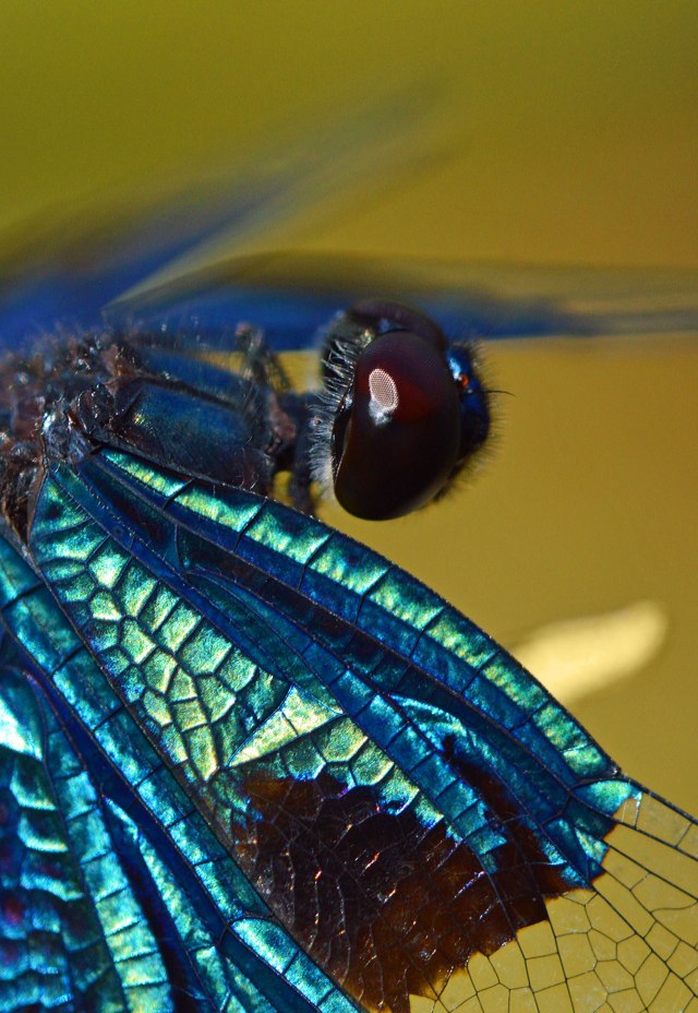 Dragonfly photo by David Clode. 