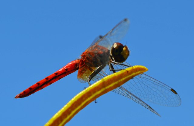 Red dragonfly. Photo: David Clode.