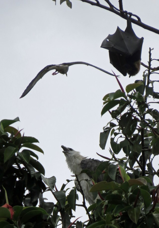 A spur-winged plover dive bombs a white-bellied sea eagle. The fruitbat at the top right is just trying to get some sleep. Outside Cairns library. Photo: David Clode.