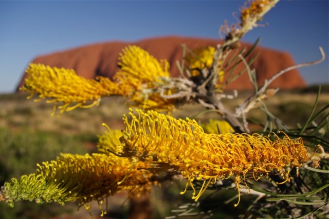 Grevillea eriostachya, with Ayer's Rock/Uluru in the background. Photo: Bryan Clode.