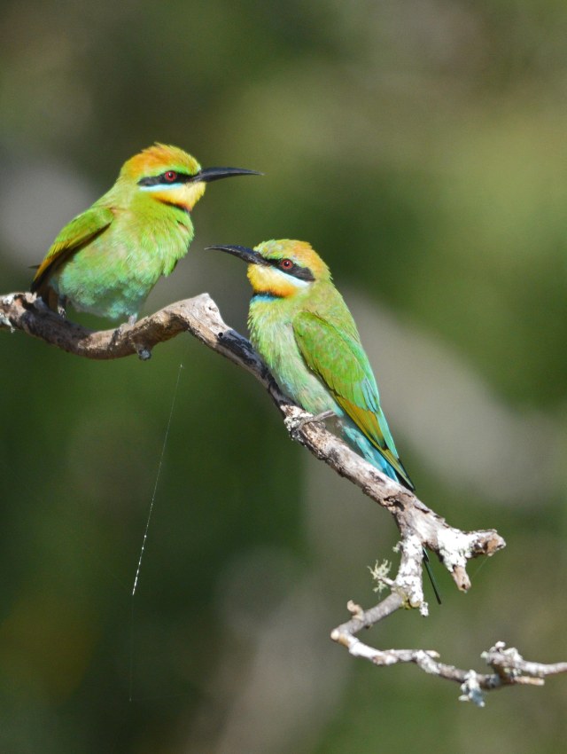 Rainbow Bee-eaters. cairns Cemetery. Photo: David Clode.