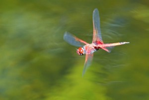 Trapezostigma loewii dragonfly flying across a pond in Cairns Australia. Photo: David Clode.