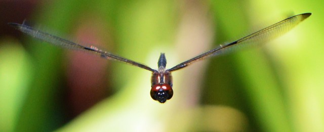 Rhyothemis phyllis flying. Cairns Botanic gardens. Photo: David Clode.