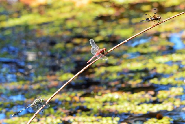 Three dragonfly species sharing an artificially placed perch. Austrogomphus prasinus, d, bipunctata and Rhyothemis phyllis. Photo: David Clode.