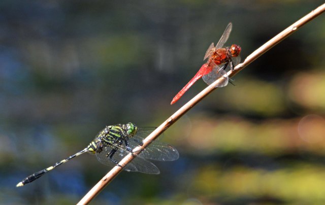 Diplacodes bipunctata and Austrogomphus prasinus sharing a perch. Photo: David Clode.