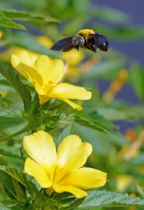 A Carpenter bee Xylocopa aruana visits flowers of Turnera subulata. I like the yellow of the flower and the bee. Photo: David Clode, Cairns.