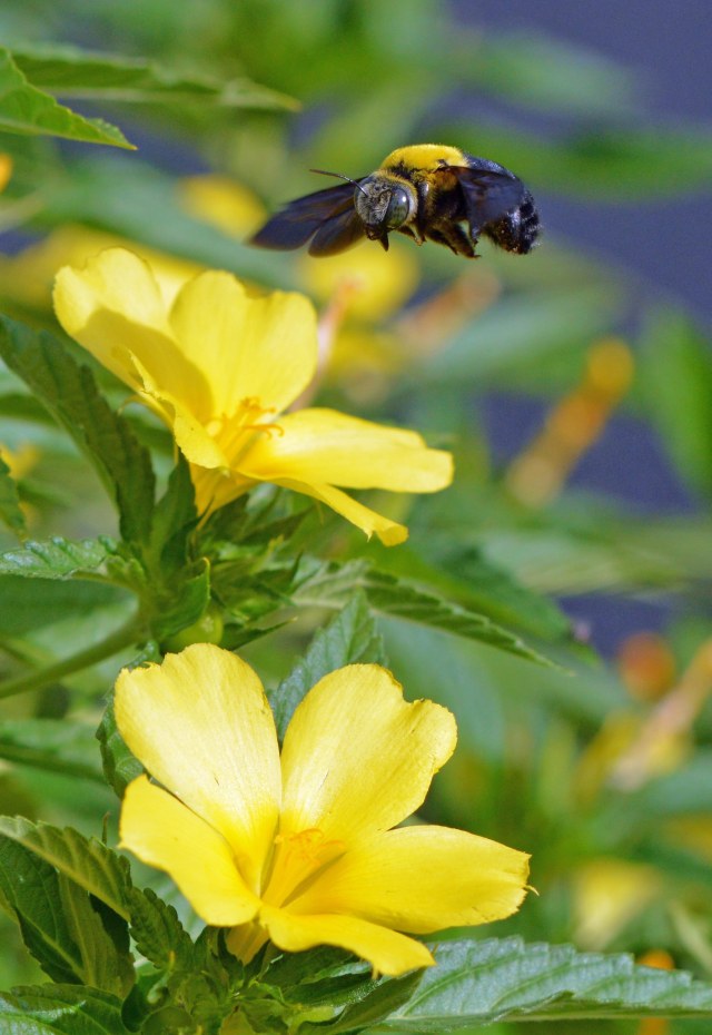 A Carpenter bee Xylocopa aruana visits flowers of Turnera subulata. I like the yellow of the flower and the bee. Photo: David Clode, Cairns.