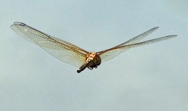 Flying dragonfly. Photo: David Clode.