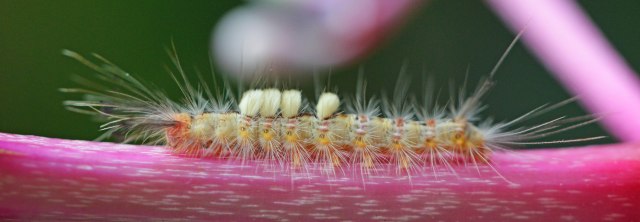 A hairy, and probably stinging, caterpillar. Cairns Botanic Gardens.