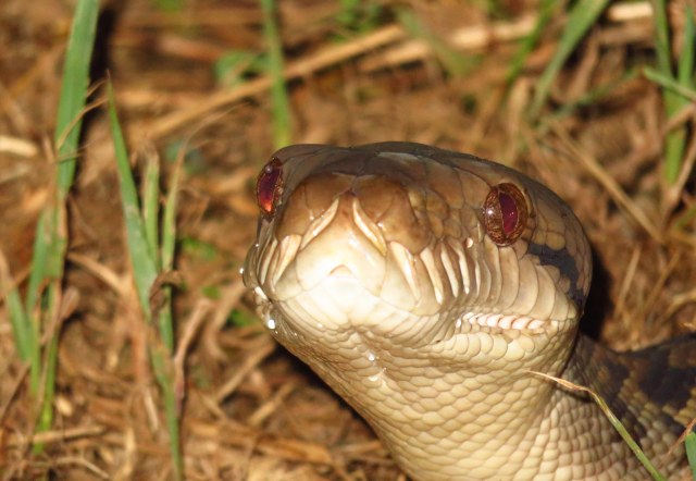 Amethystine or Scrub Python. Photo: David Clode.