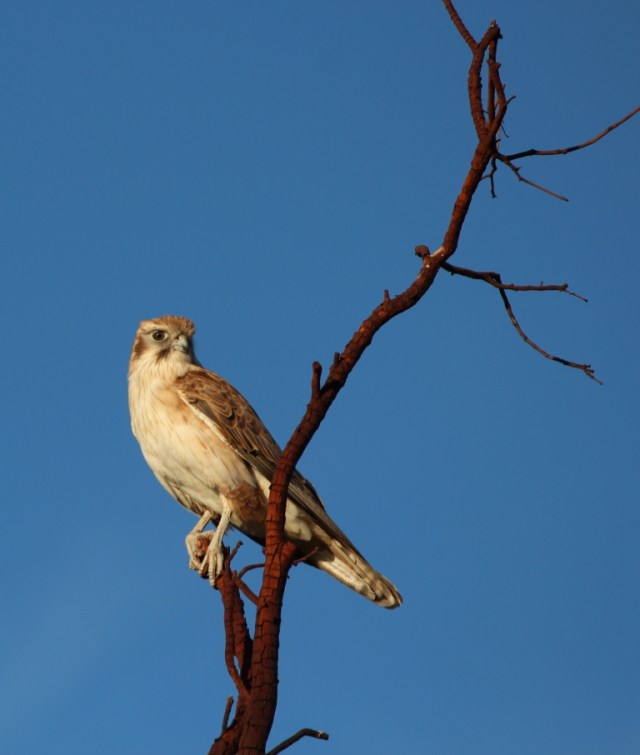 Kite. Photo: Bryan Clode.
