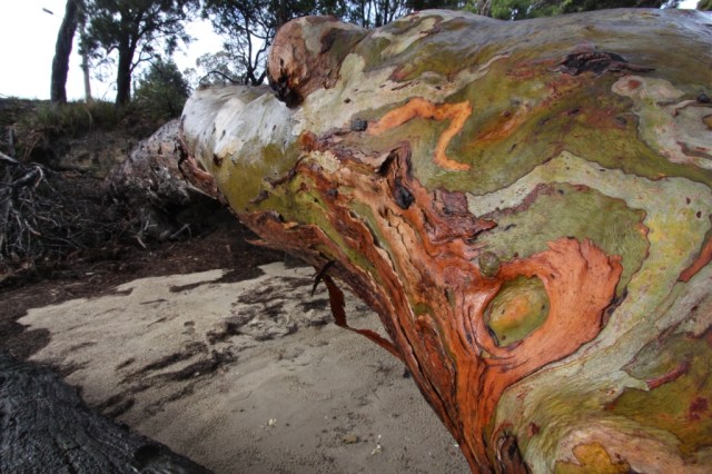 Eucalyptus tree, Tasmania. Photo: Bryan Clode.