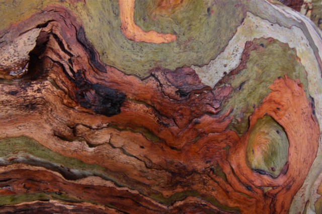 Detail, Eucalyptus bark. Photo: Bryan Clode.