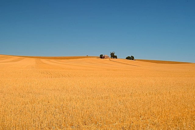 Wheat farm, South Australia. Photo: Bryan Clode.