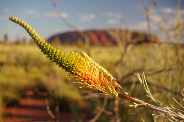 Developing Grevillea eriostachya flower. Photo: Bryan Clode.