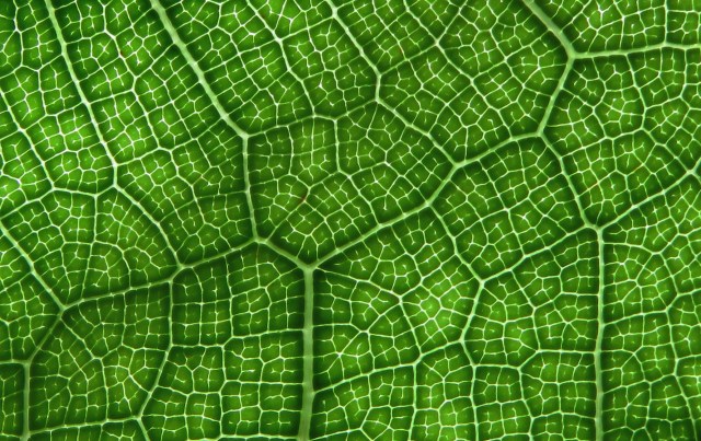 Fiddle leaf fig leaf veins.