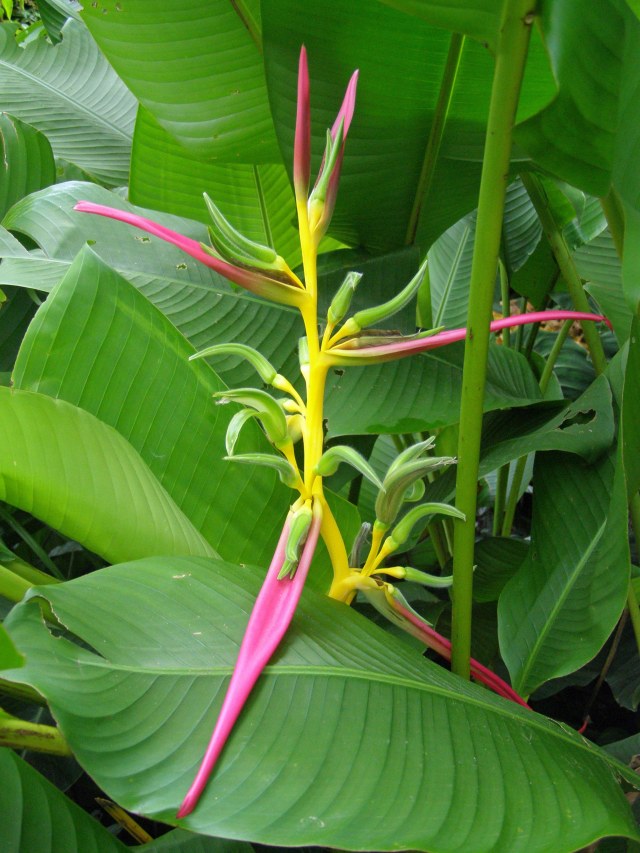 Heliconia. Photo: David Clode.