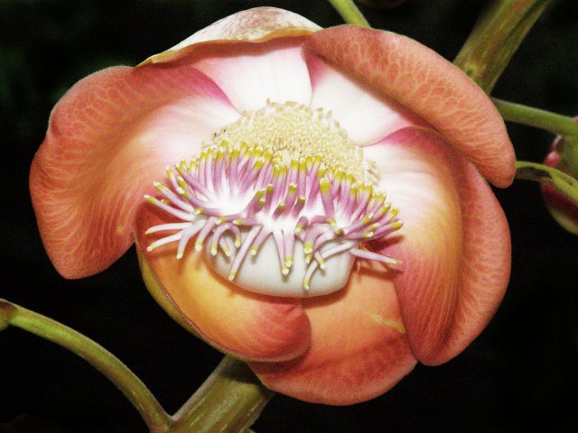 Cannon ball tree flower. Photo: David Clode.