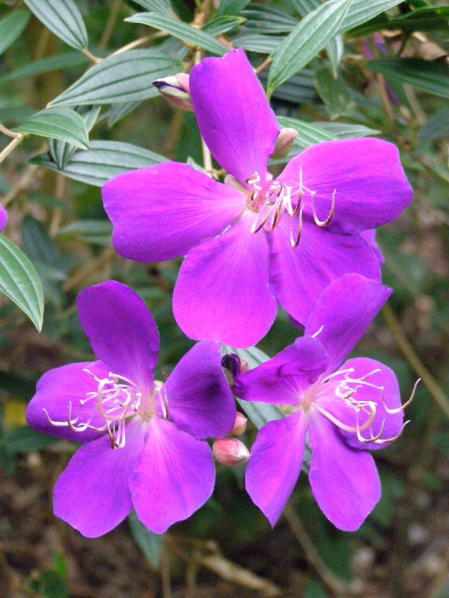 Melastoma affine. Photo: David Clode.