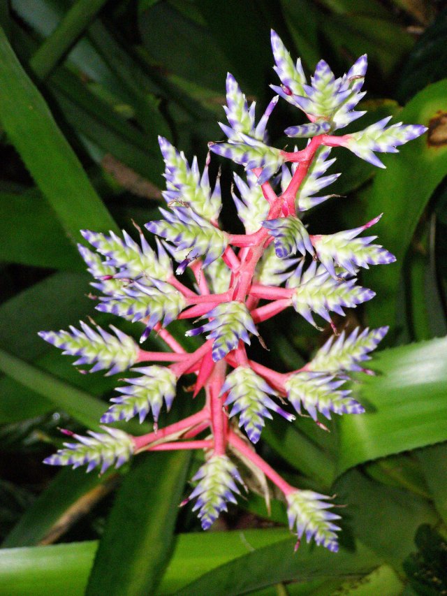 Bromeliad. Photo: David Clode.