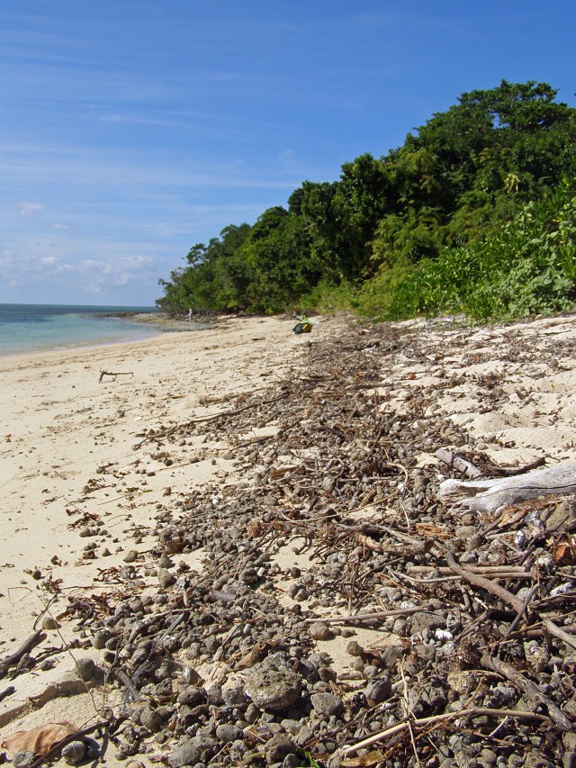 Pumice, driftwood and seeds washed up on a beach on Green Island after an unusually high tide. Photo: David Clode.