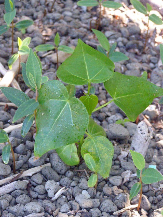 Seedlings germinating in a pile of pumice, washed up on the beach at Green Island (near the photo above).