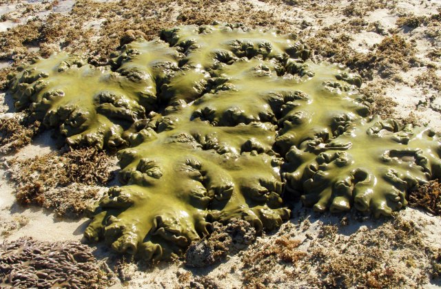 Soft coral exposed during a very low tide. the coral will survive and recover when the tide comes in. Green Island, Great Barrier Reef, Australia. Photo: David Clode.