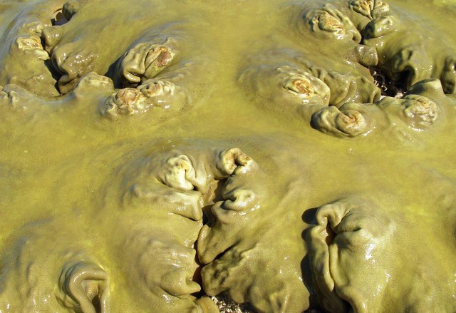 Soft coral close up. Photo: David Clode.