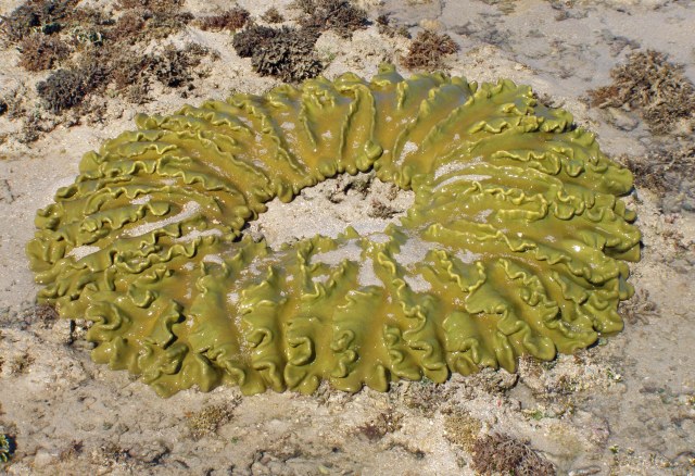 Soft coral. Photo: David Clode.