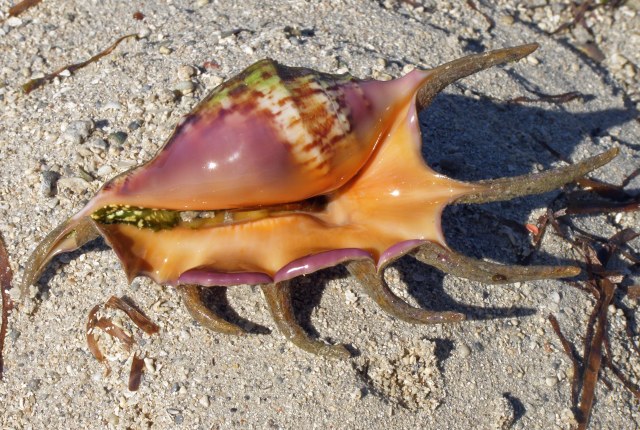 Sea shell, Green Island, Great Barrier Reef, Australia. Photo: David Clode.