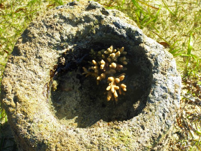 Coral growing on manmade concrete.