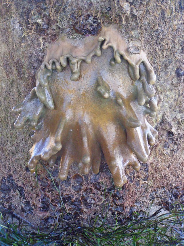 Soft coral growing on a concrete pylon.