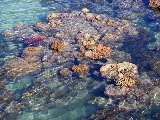 Exposed coral reef at low tide, Green Island. Photo: David Clode.
