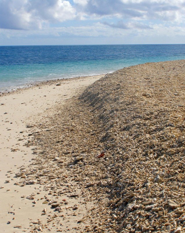 Beach composed of broken coral, Fitzroy Island, Great Barrier Reef Australia. Photo: David Clode.