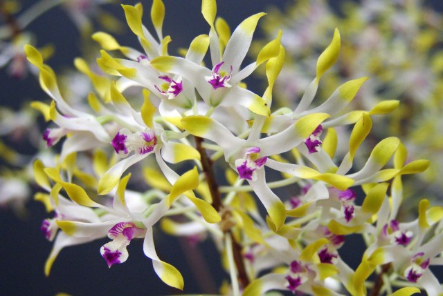 Dendrobium canaliculatum Tea tree orchid. Photo: David Clode.