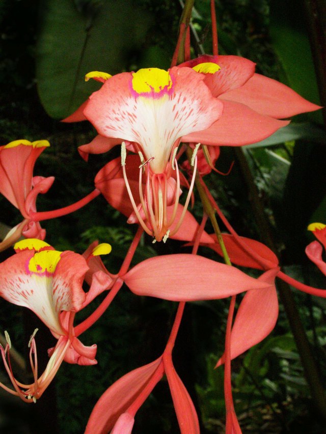Pride of Burma. Amherstia nobilis. Photo: David Clode