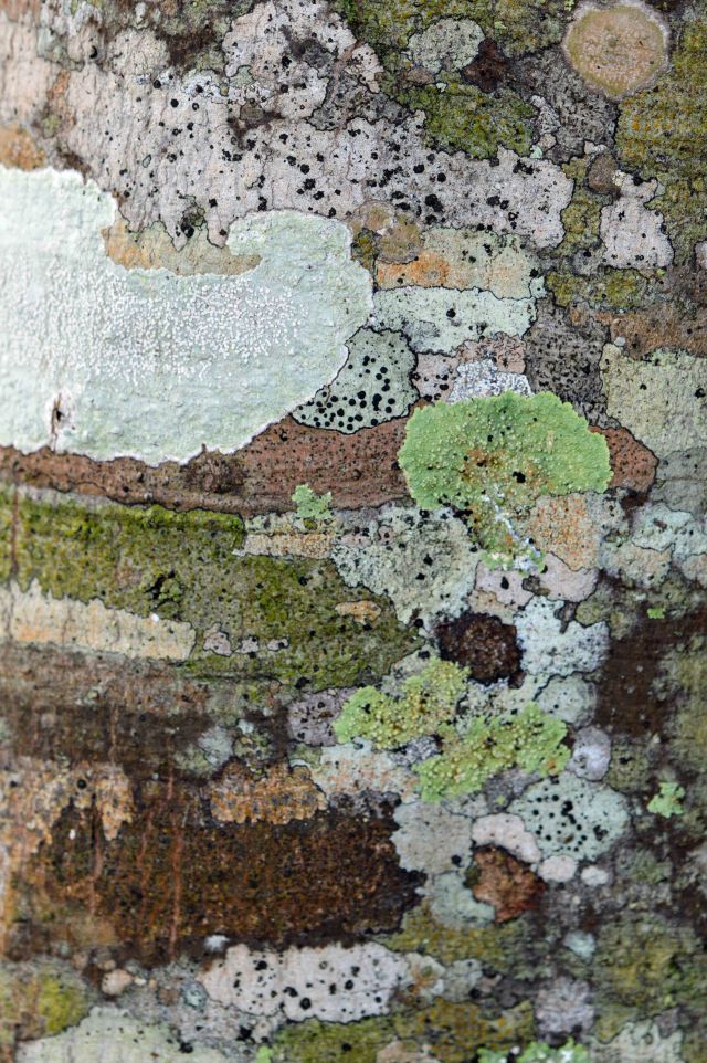 A diversity of Lichens usually indicates an unpolluted atmosphere. Photo: Kuranda, Australia, Davuid Clode.