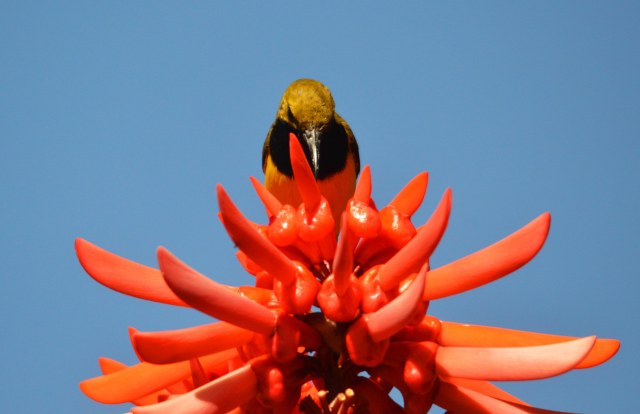 An Olive-backed Sunbird (AKA Yellow-bellied Sunbird) visits the flowers of Erythrina indica for nectar.