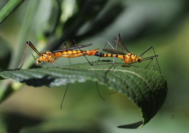 Mating wasps. Kuranda.