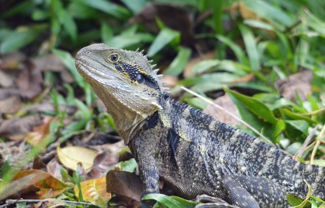 Eastern Water Dragon. Photo taken at Kuranda, David clode.