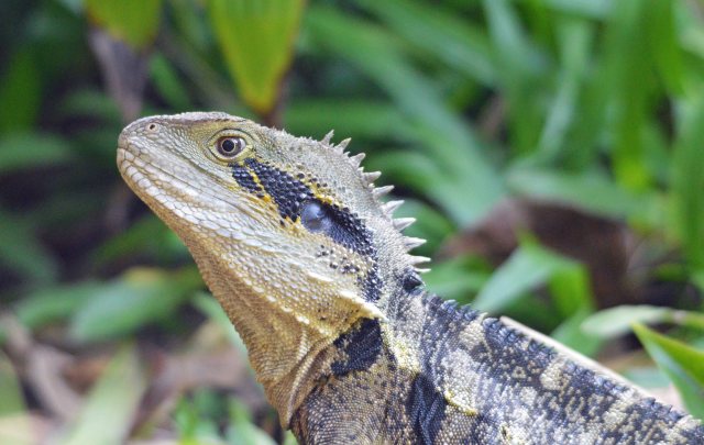 Eastern water Dragon. Photo: David Clode.