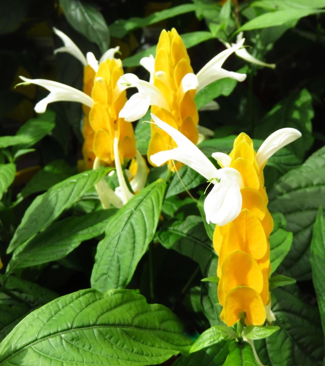 Golden candles or shrimp plant. Justicia aurea. photo: David Clode. 