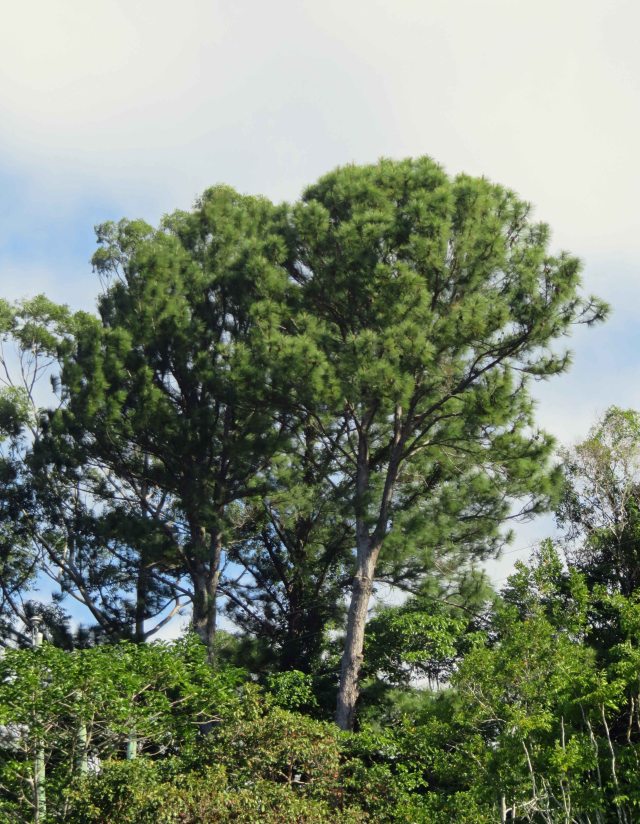 Caribbean pine.