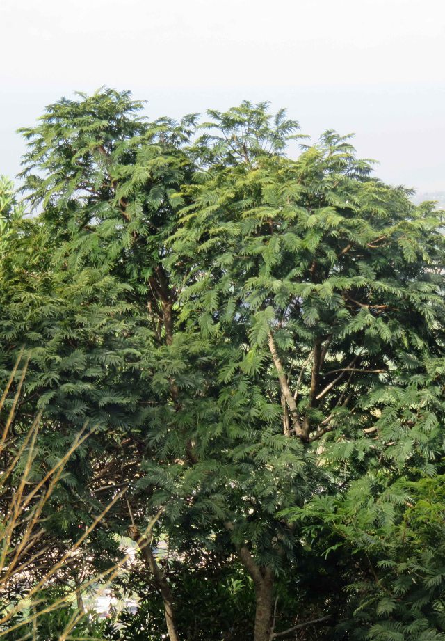 Pencil cedar. Paraserianthes toona.