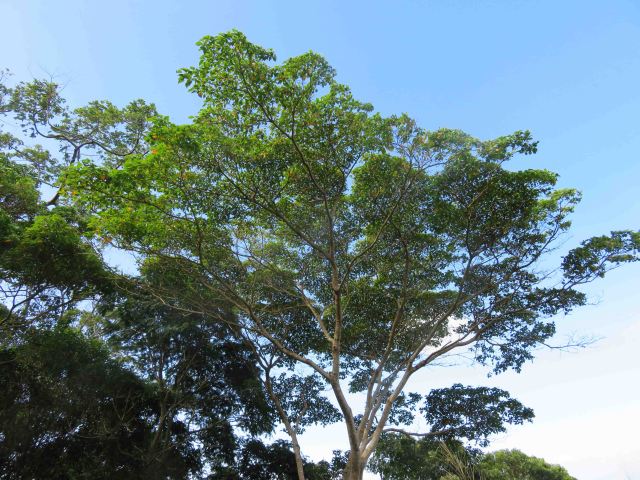 Bleeding Heart tree.