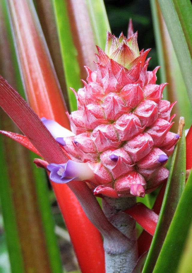 Bromeliad.